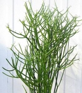 绿玉树
