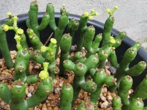 绿玉树