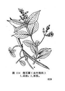 络石藤