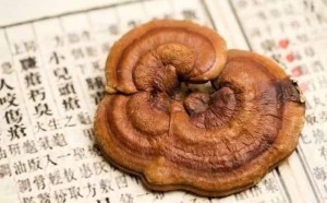 灵芝