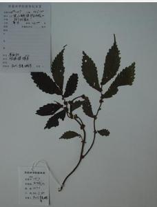 楼梯草图册