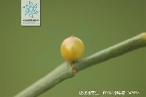棱枝槲寄生图册