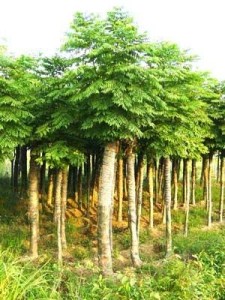 栾树 种植管理