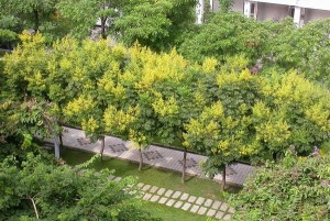 栾树 园林种植
