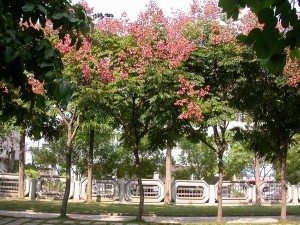栾树 园林种植
