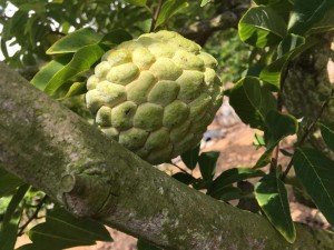 林檎（苹果）