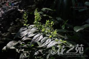 庐山香科科图册