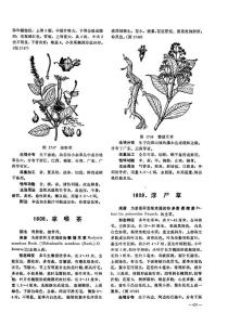 凉喉茶