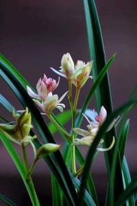 兰花