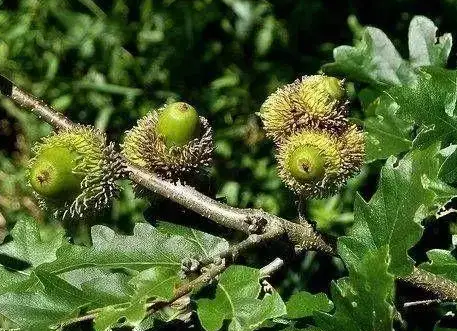 麻栎