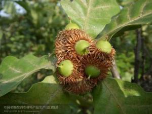 麻栎