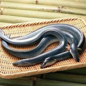 鳗鲡鱼