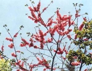 马鹿花