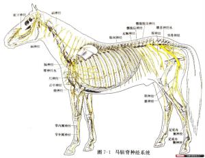 马骨图册