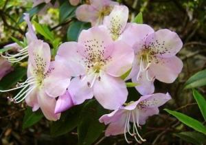 马银花