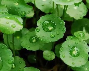 马蹄草