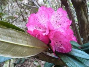 毛柱马缨花（变种）