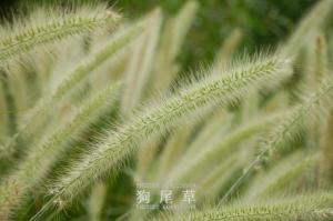马瓞儿图册