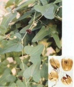 马兜铃-原植物