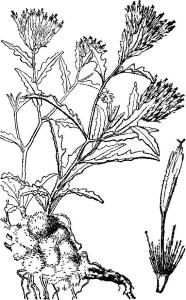 蒙疆苓菊
