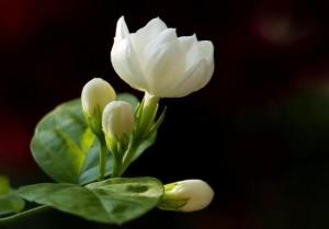 茉莉花