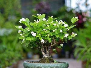 茉莉花