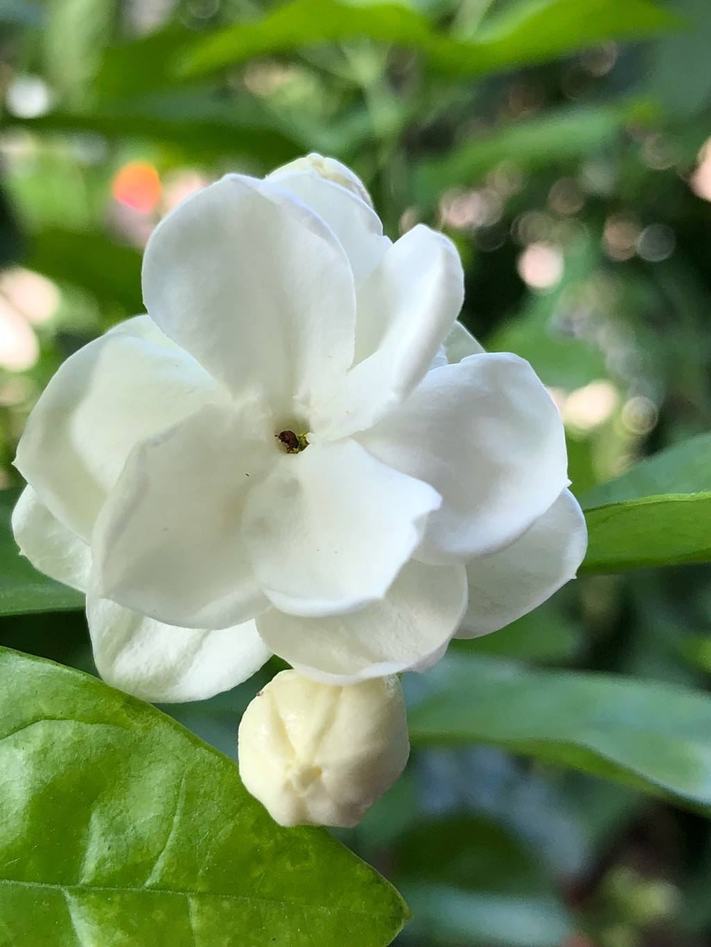 茉莉花