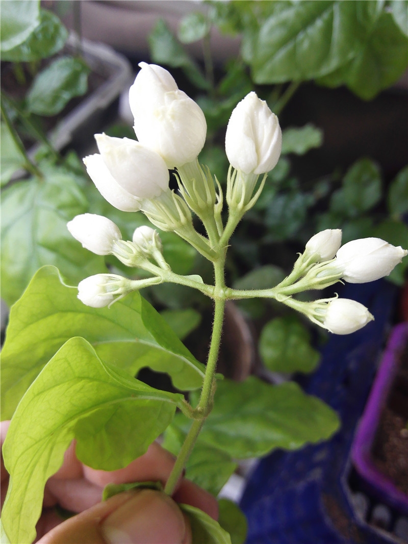 茉莉花
