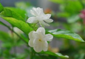 茉莉花