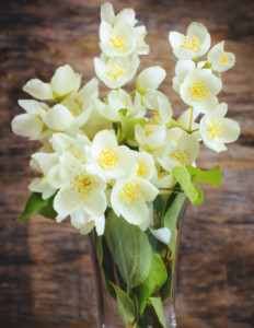 茉莉花