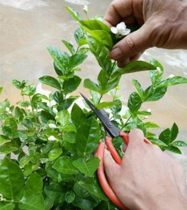 茉莉花修剪