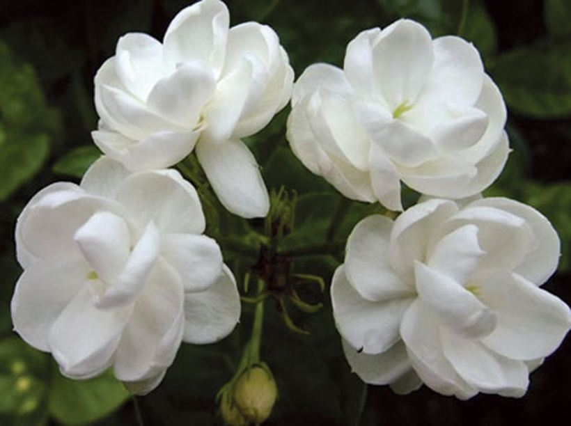 茉莉花