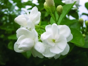 茉莉花