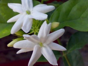 单瓣茉莉