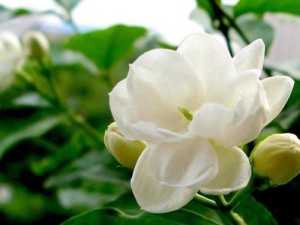 双瓣茉莉