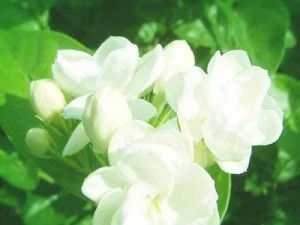 茉莉花