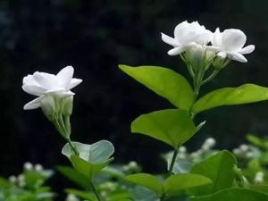 茉莉花