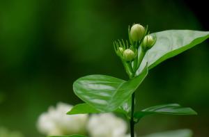茉莉