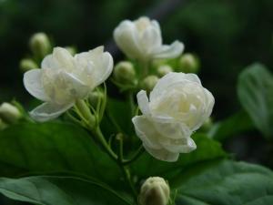 茉莉照片集锦