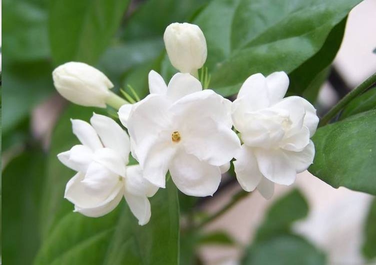 茉莉