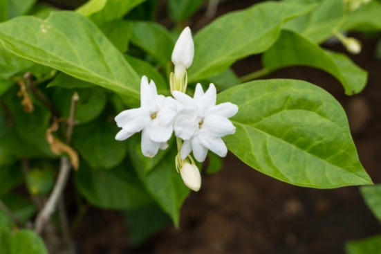茉莉