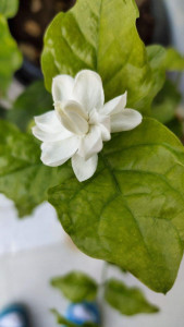 茉莉