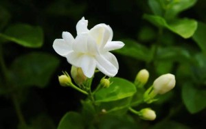 茉莉