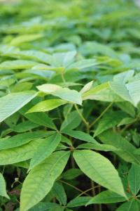 茅苍术