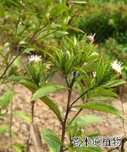 茅苍术