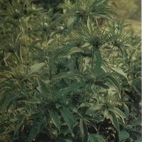 茅苍术