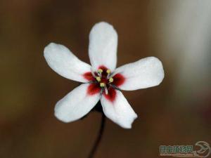 长柱茅膏菜的花