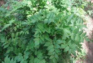 膜蕨囊瓣芹