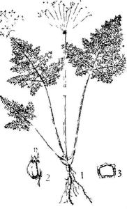 膜蕨囊瓣芹