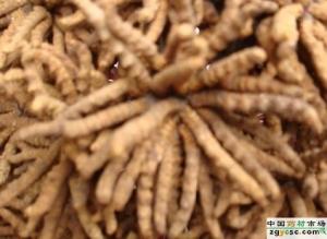 美舌藻图册